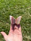 Pink banded onyx butterfly