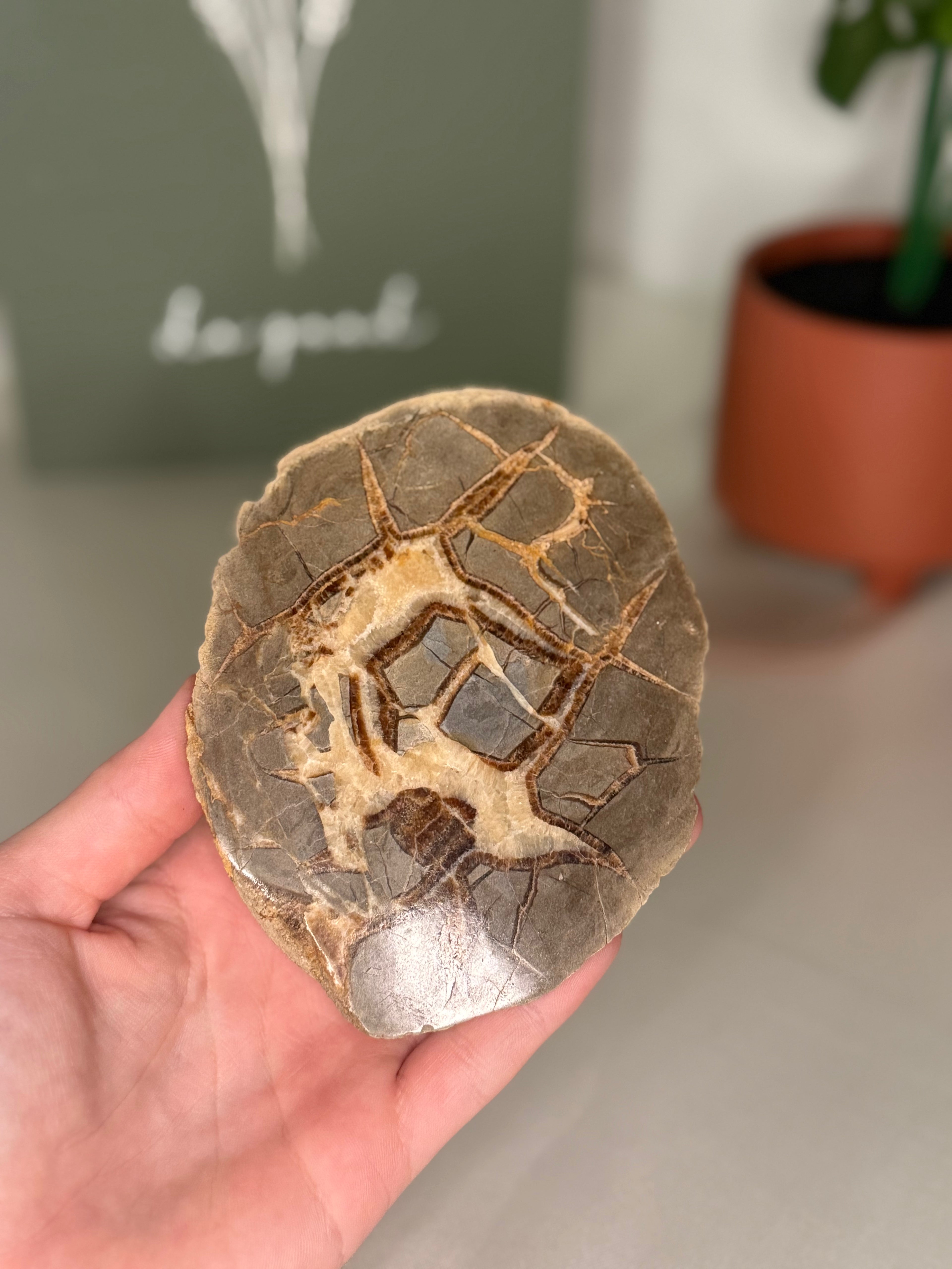 Septarian plate (uv reactive)