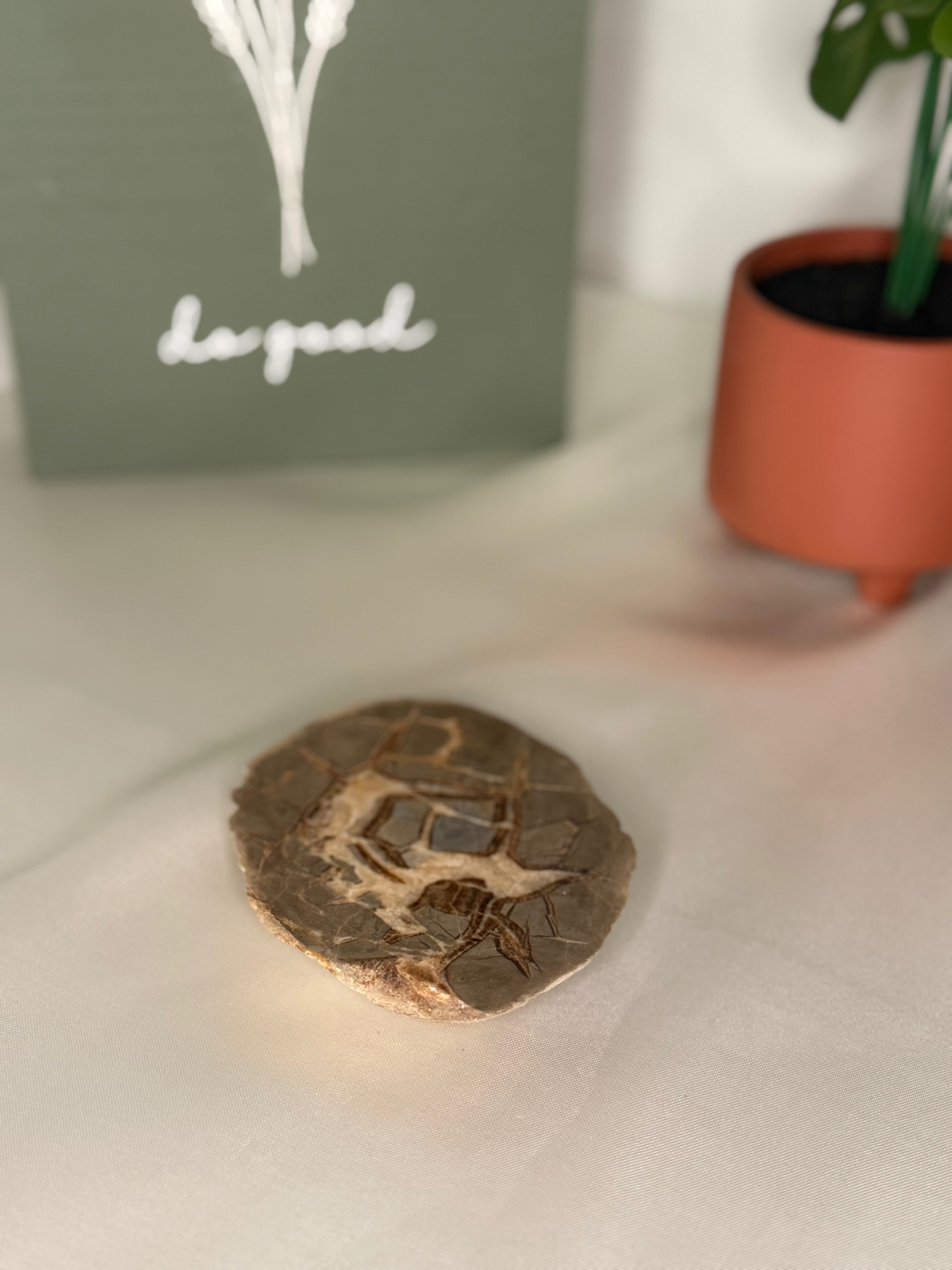 Septarian plate (uv reactive)