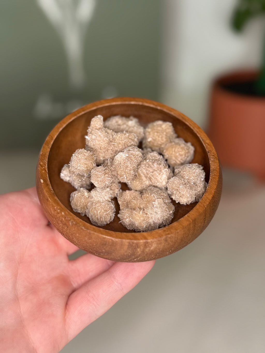 Desert rose