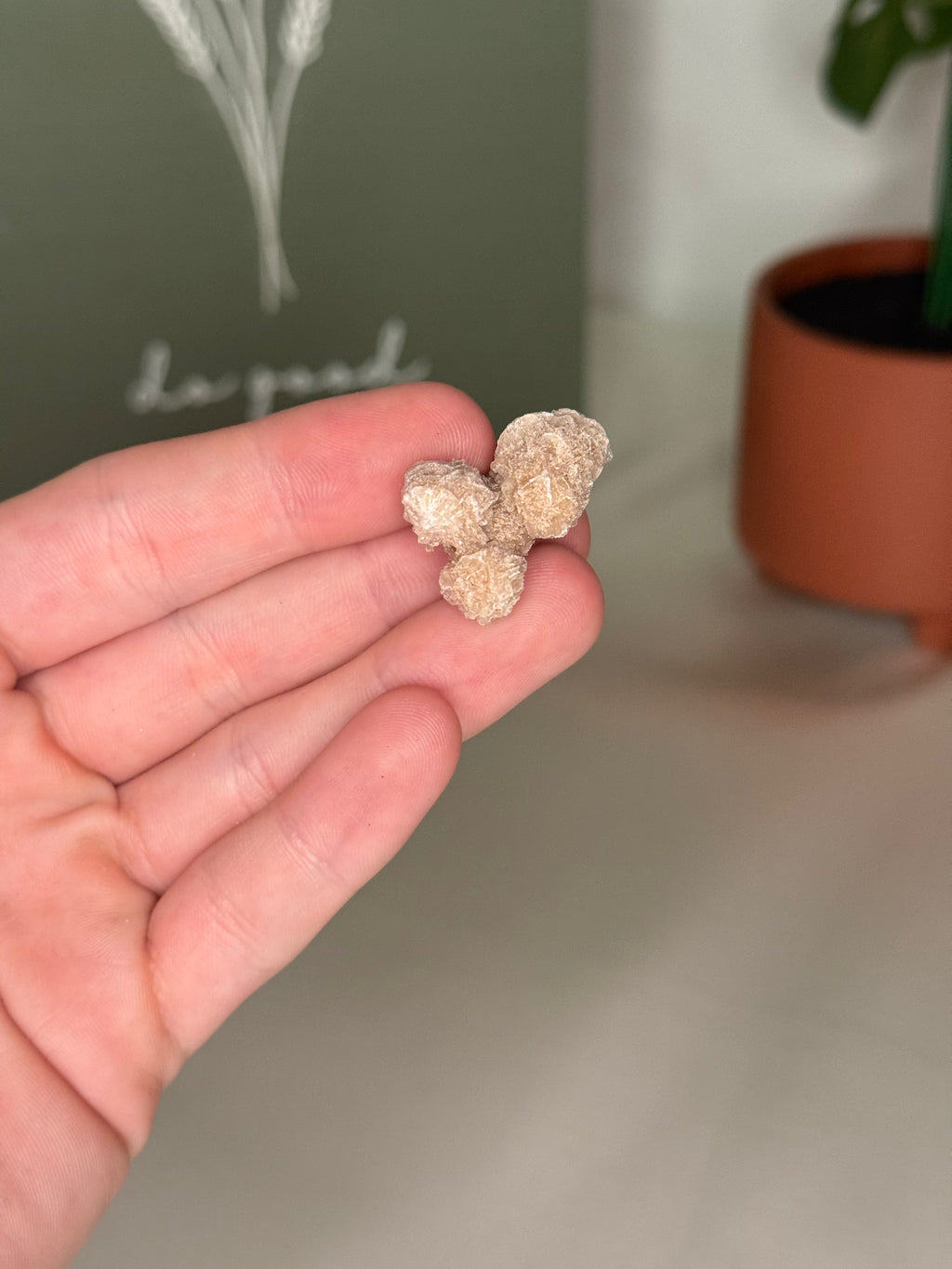 Desert rose