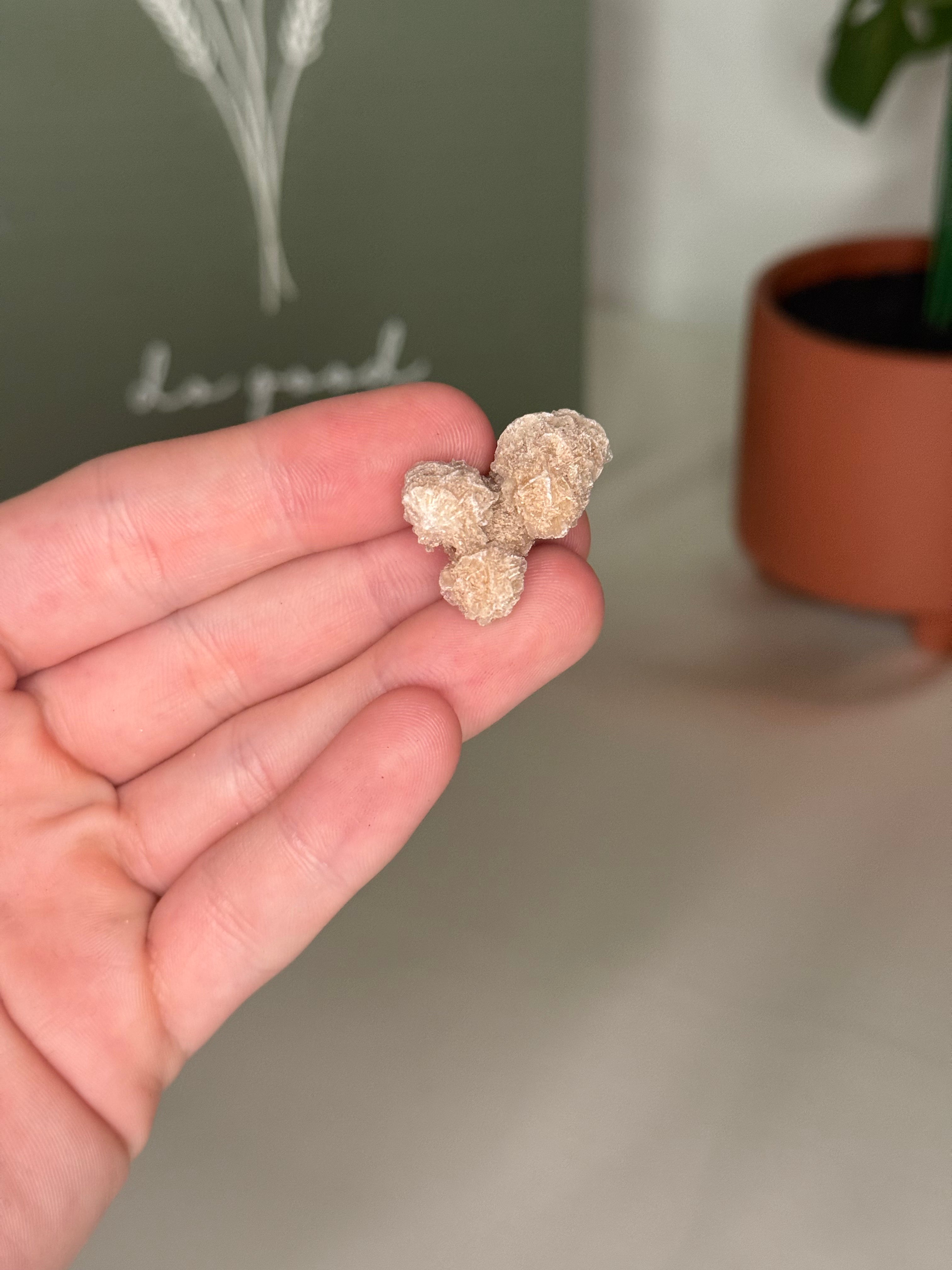 Desert rose
