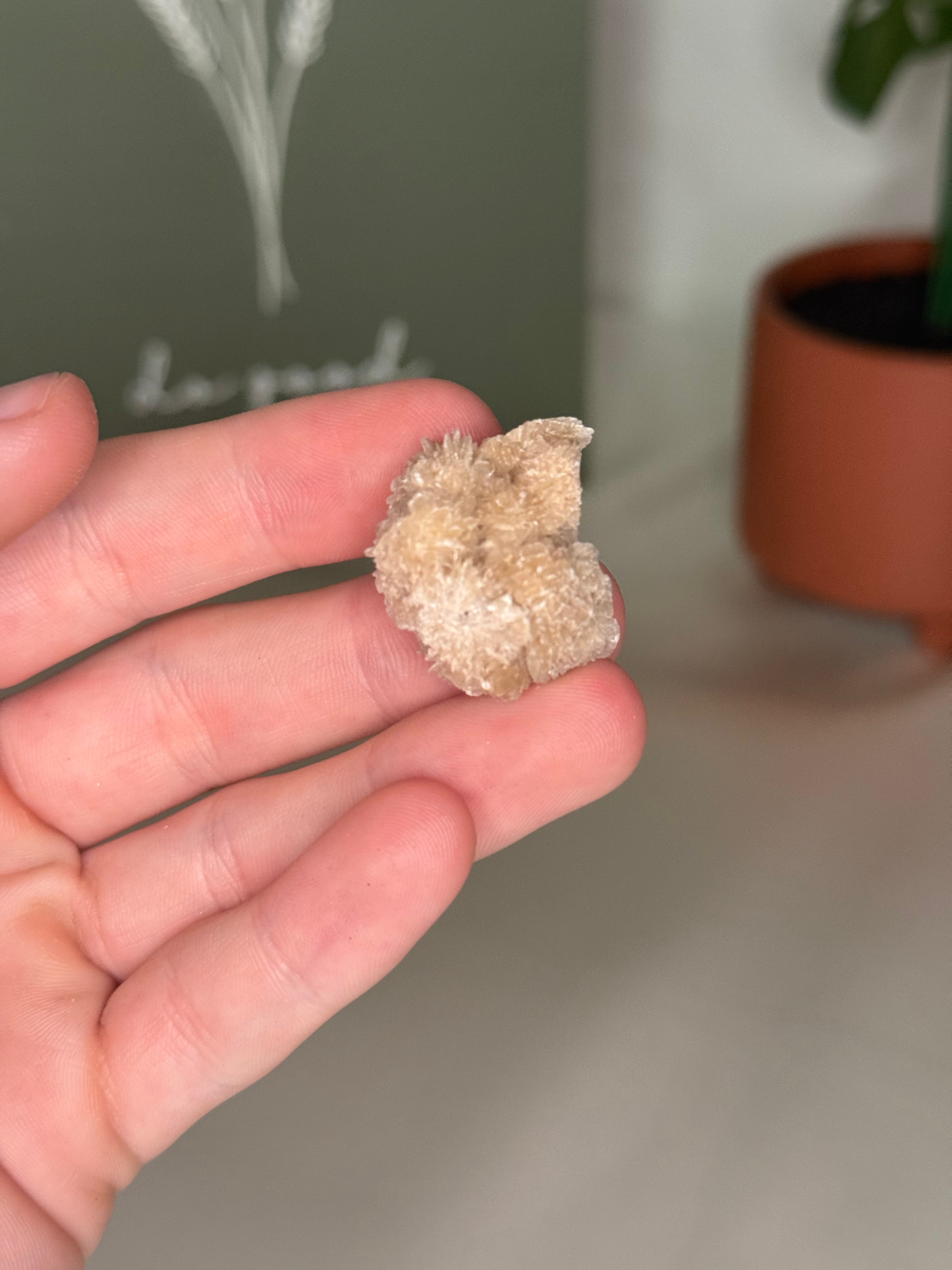 Desert rose
