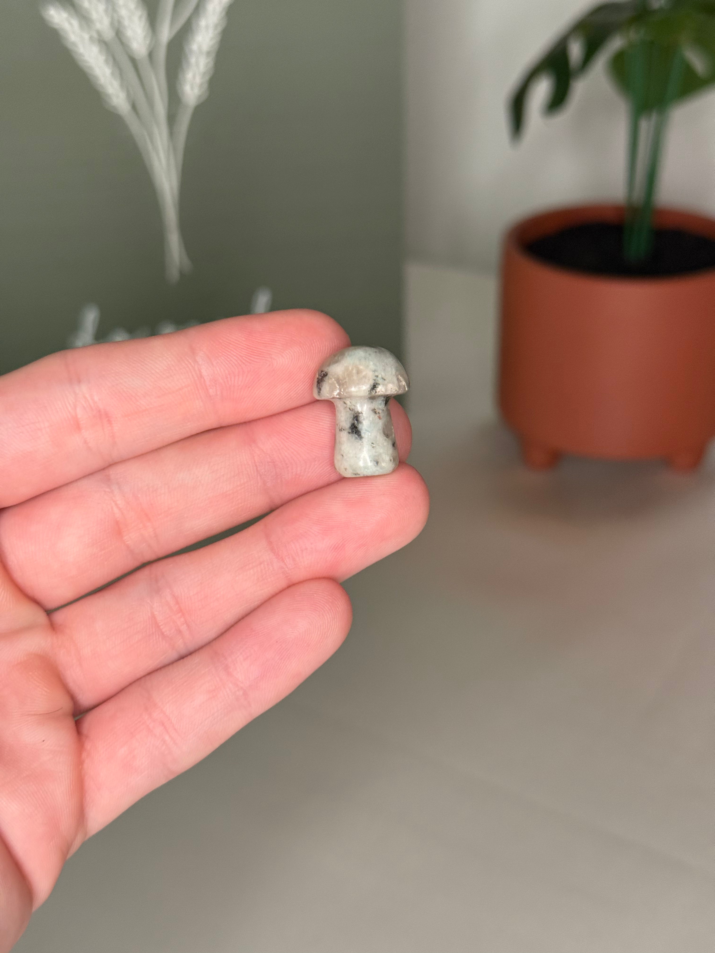 Mystery mini mushroom