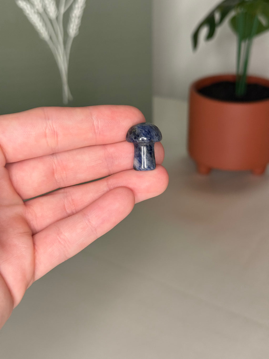 Mystery mini mushroom