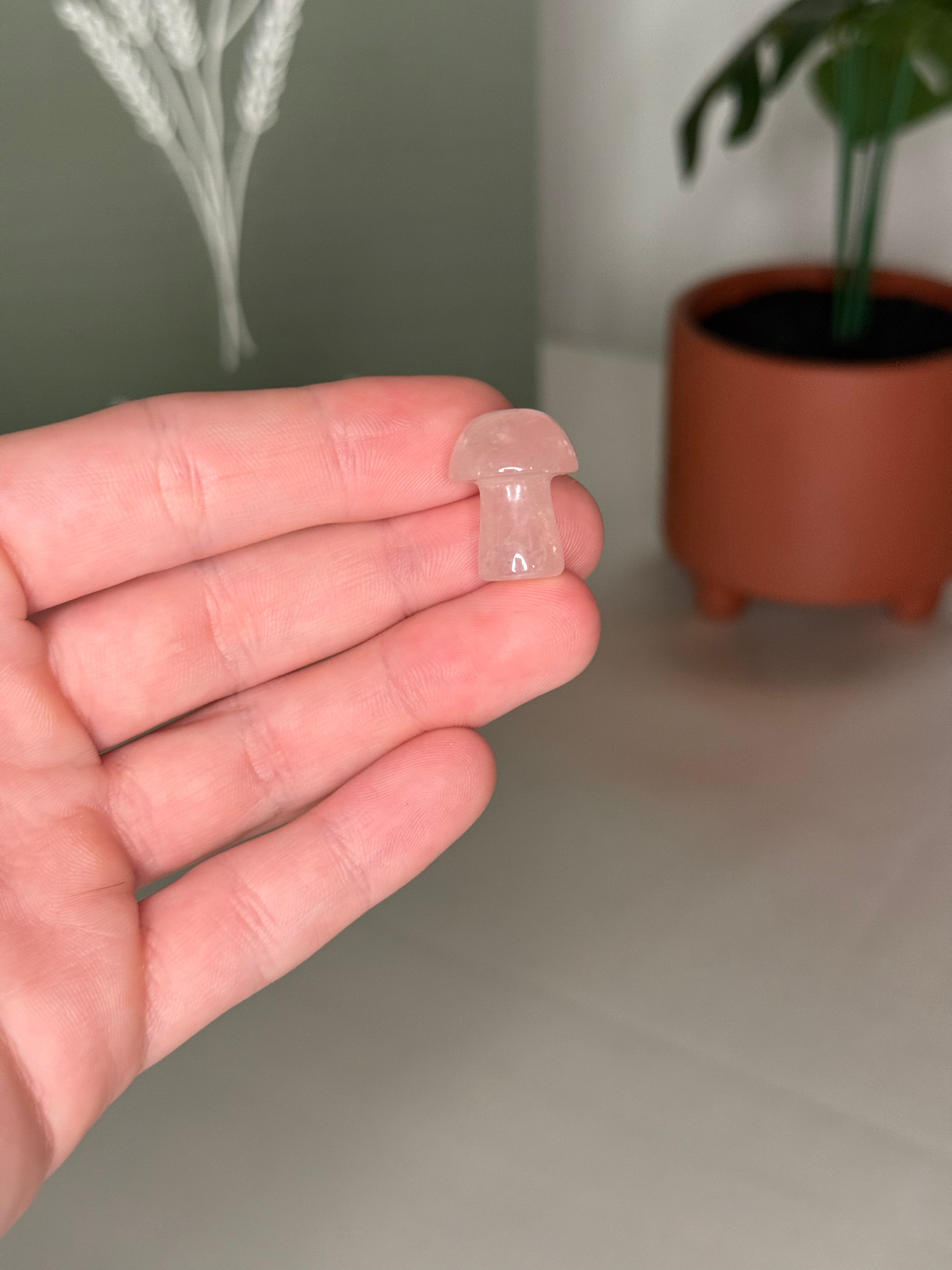 Mystery mini mushroom